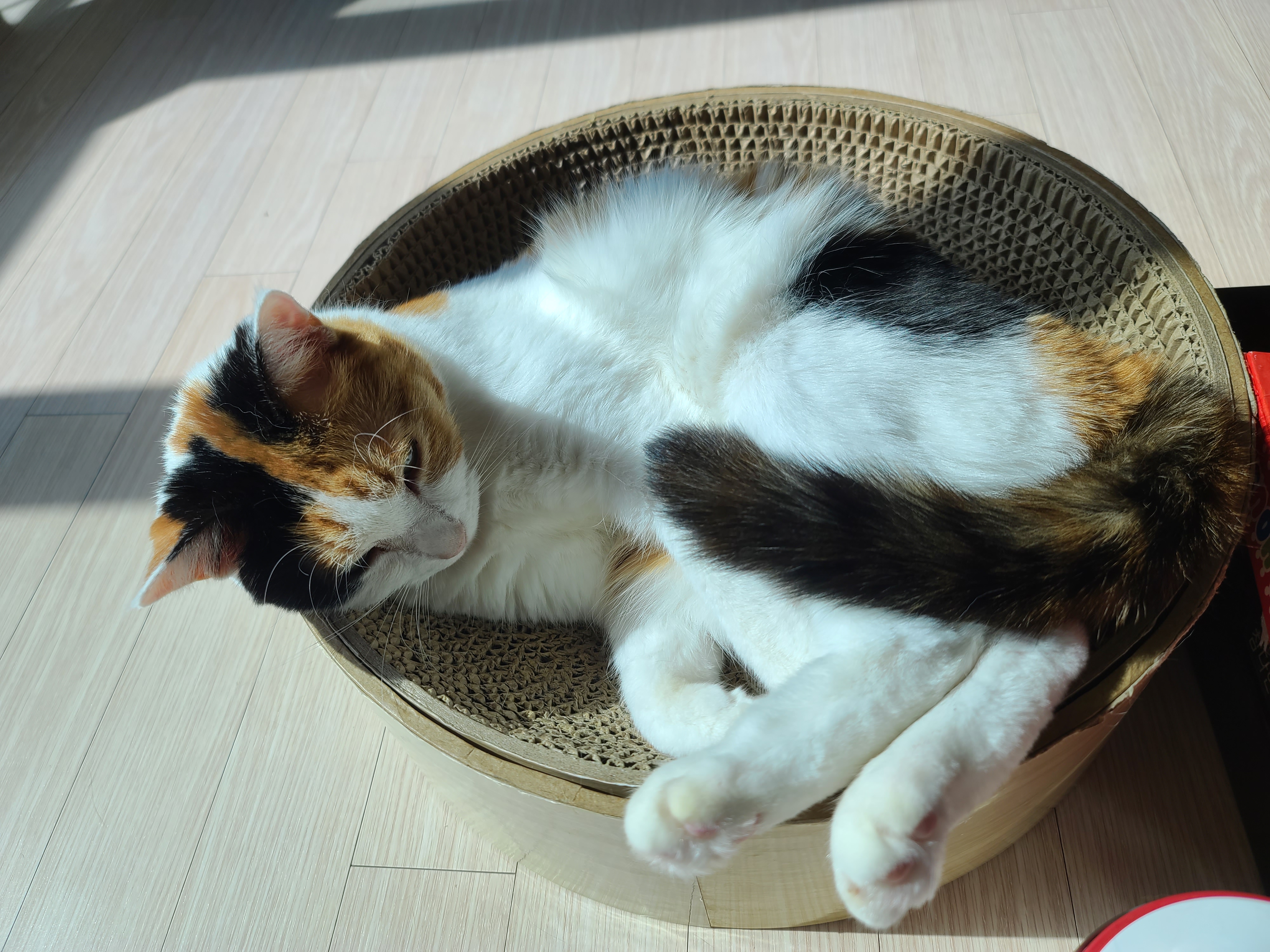 고양이의 중요한 하루일과 그루밍! 열일하는 요미 ㅋ