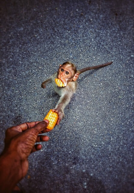 2025년 을사년 1월 운세 (9) 원숭이띠 '과일나무 밀림으로 들어가는 입구'