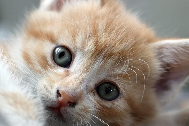 서울숲 재즈페스티벌 2025 펫존 예약방법