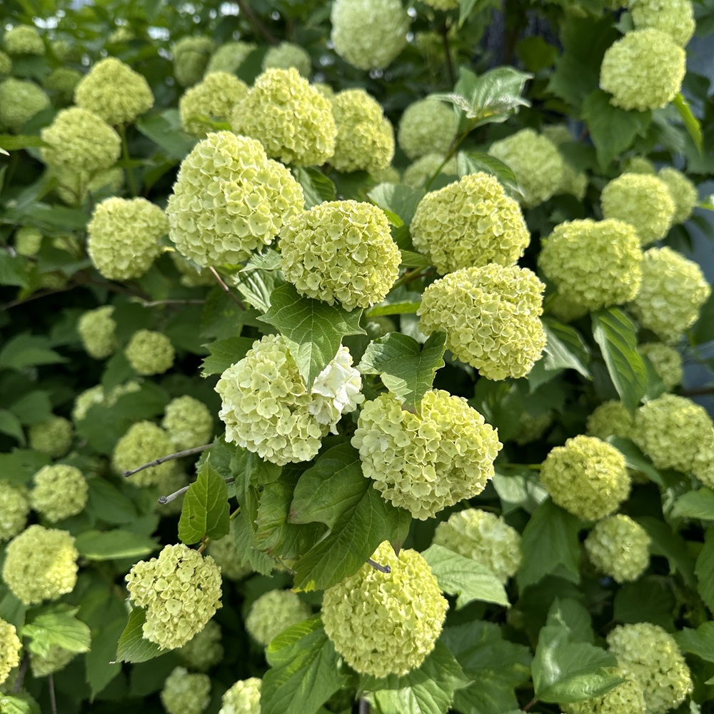 불두화 키우기 수국 꽃 목수국 