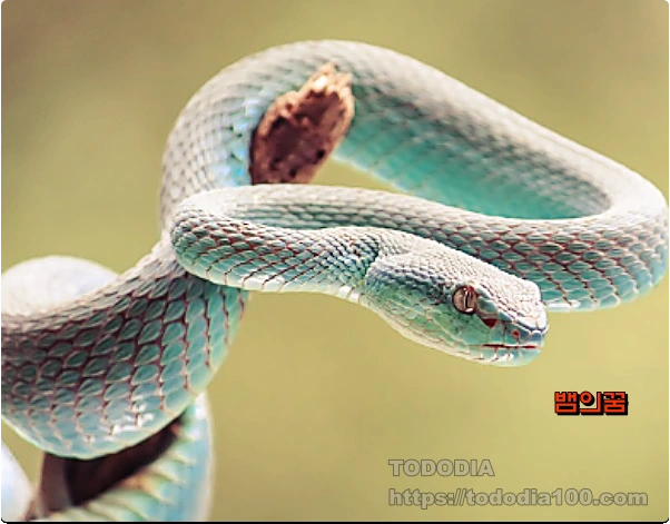 뱀꿈-꿈해몽-4