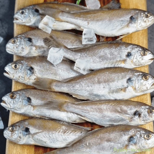 백조기 효능