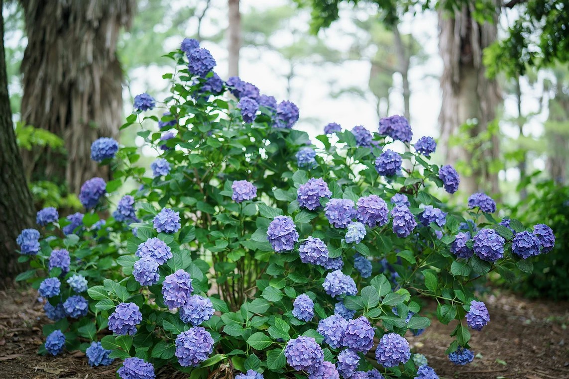 한림공원 수국 명소 가이드! 제주에서 만나는 6월 수국정원