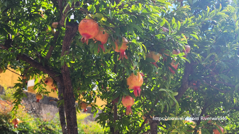 석류(石榴) Pomegranate