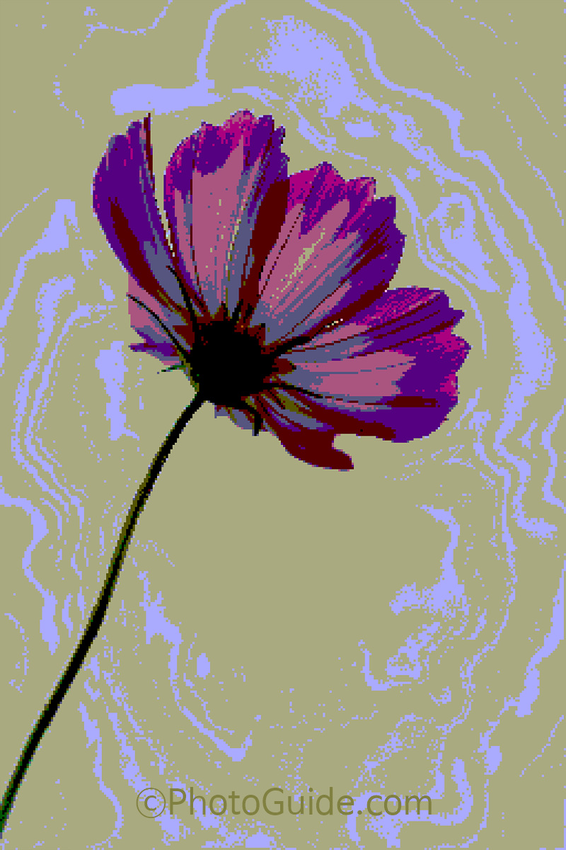 photoguide.com nft flower photo