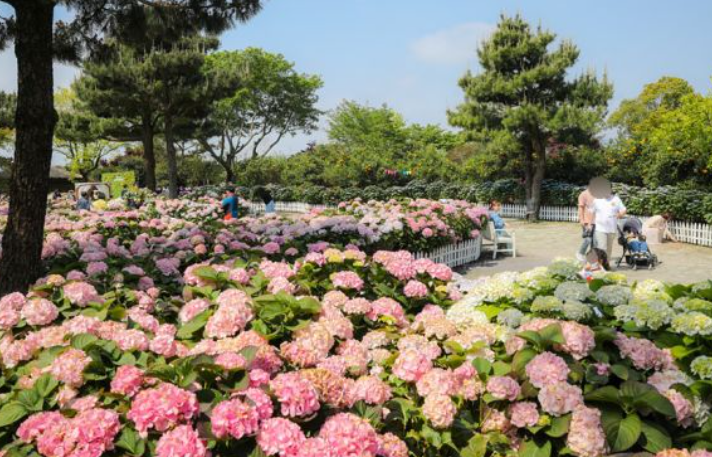 2024 제주도 수국축제 예매 및 입장료 할인 안내