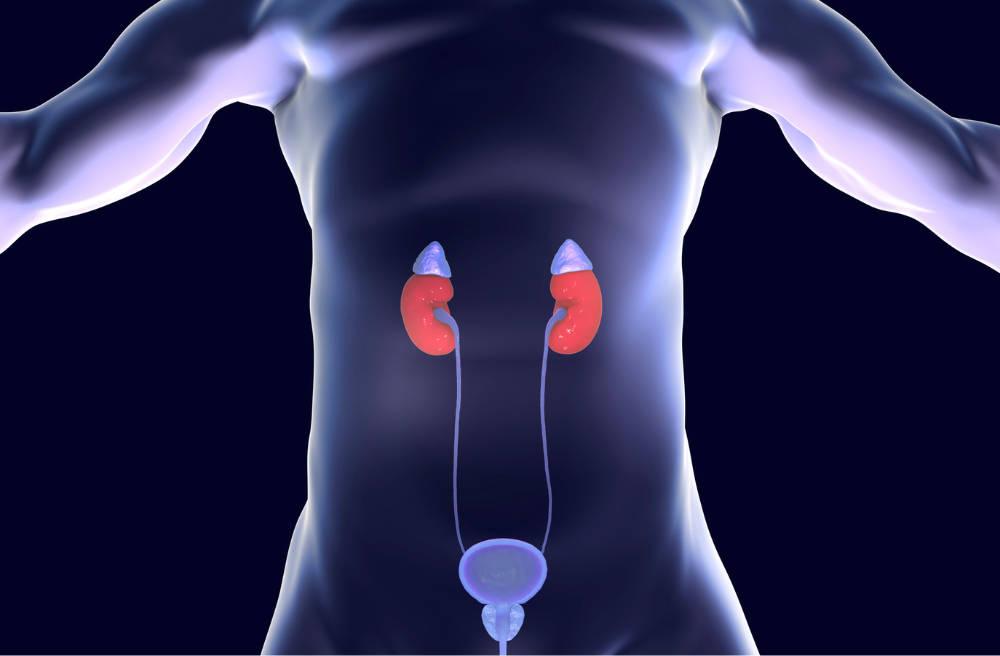 방광암 증상 원인