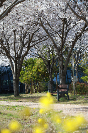 제주숨은벚꽃명소
