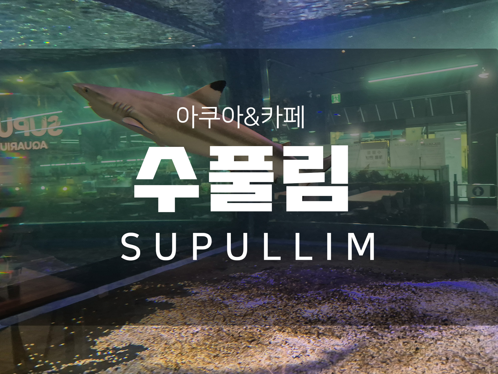 서울근교 아아들과 실내에서 즐기는 아쿠아&카페 수풀림_ 갈매점