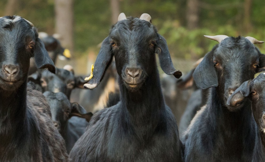 정면을-응시하고-있는-흑염소-사진입니다.