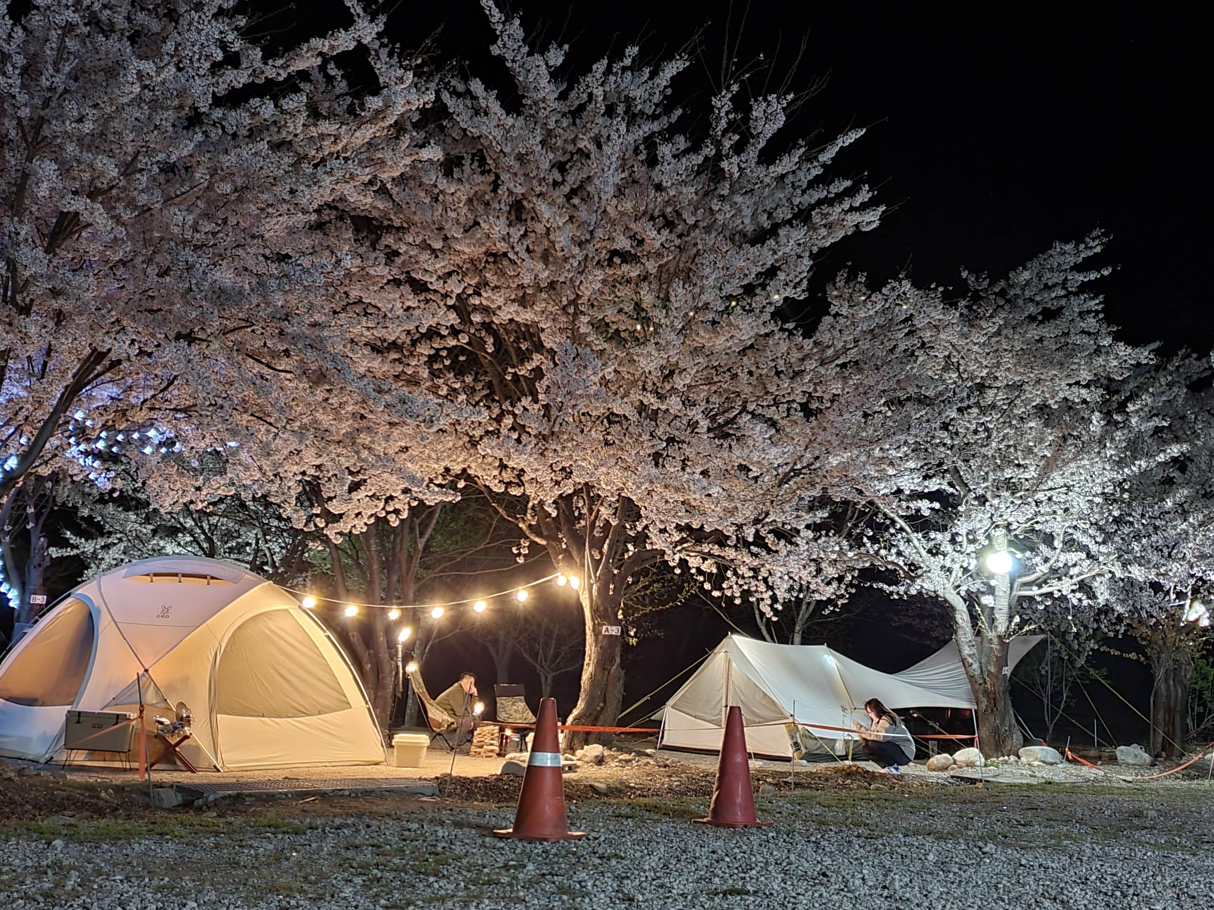 벚꽃 캠핑장