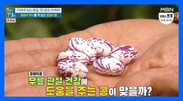 호랑이콩