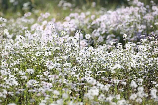 내장산 단풍 절정 시기｜주차&middot;케이블카&middot;탐방코스 완전정리