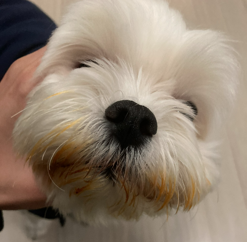강아지 김치