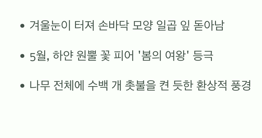 봄: 하늘을 향한 촛불, 원뿔 꽃의 향연