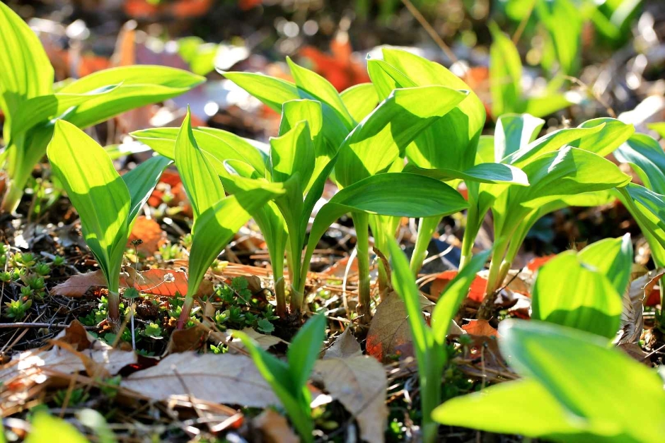  제14회 양평 용문산 산나물 축제 특징