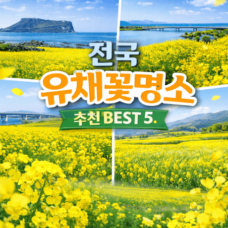 전국 유채꽃 명소 BEST5, 제주&middot;부산&middot;창녕&middot;고창&middot;구리 개화시기&middot;축제일정