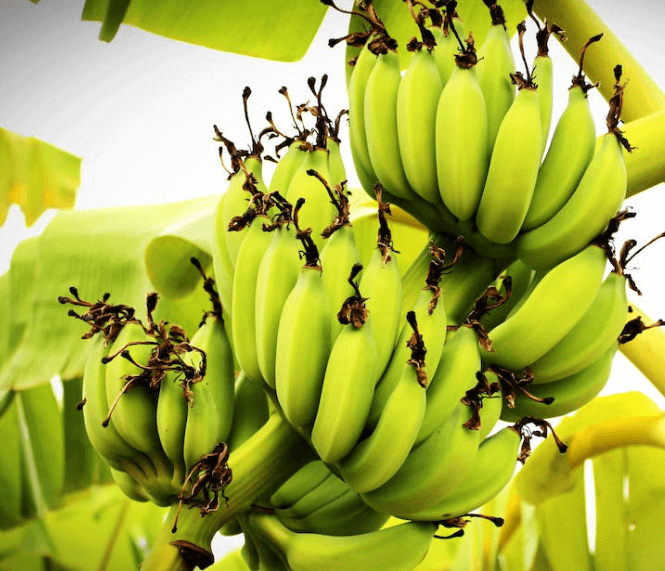 장염에 좋은 음식 사진들-허브차&amp;#44;바나나&amp;#44;계란 사진