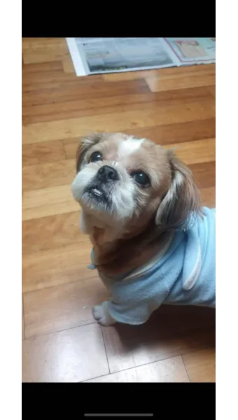 시츄 분양 가격 성격 장단점_23