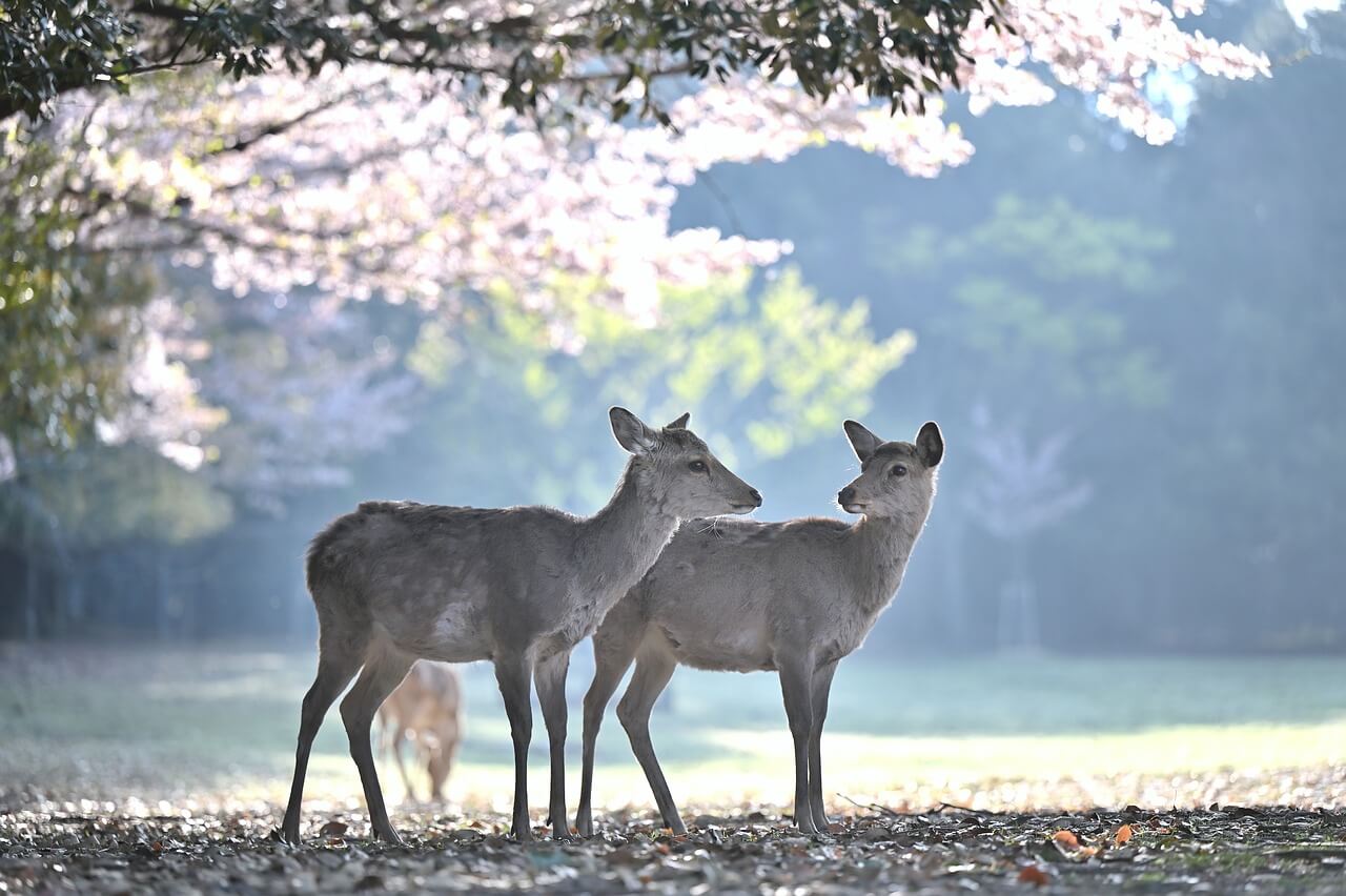 2025년 전국 벚꽃 개화시기 및 가볼만한 명소