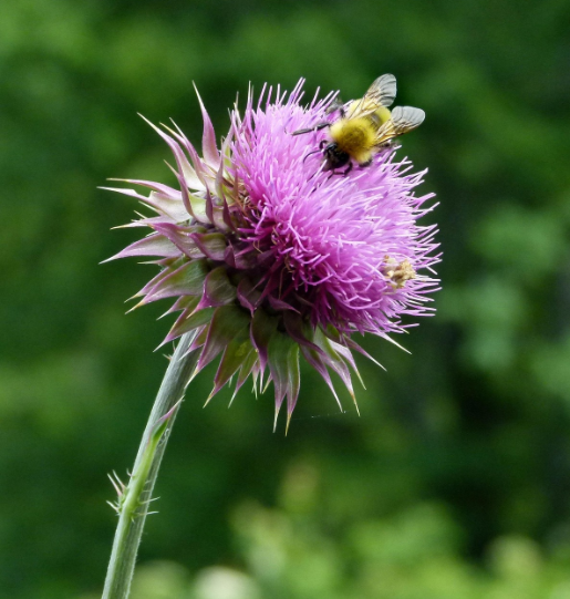 간 해독에 좋은 밀크씨슬 관련 사진