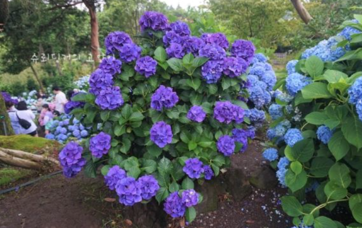 2024 제주도 수국축제 예매 및 입장료 할인 안내