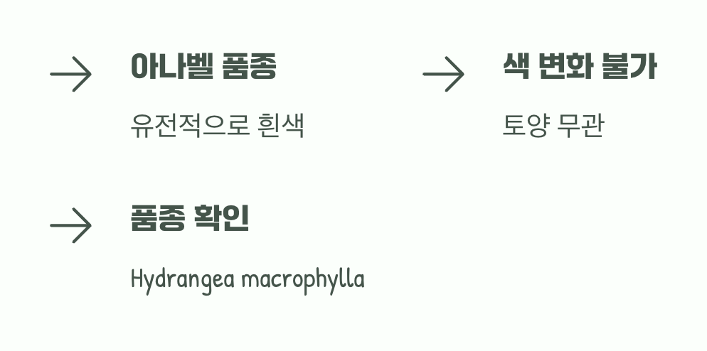 흰색 수국은 예외예요