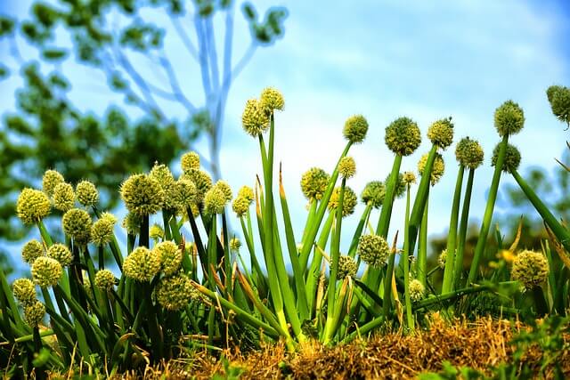 토양산도 조절 후 사진