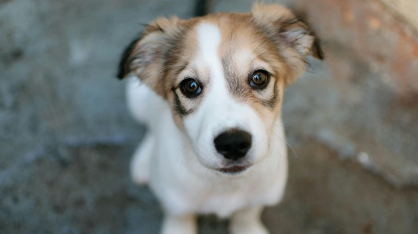조금 기운이 없어보이는 강아지
