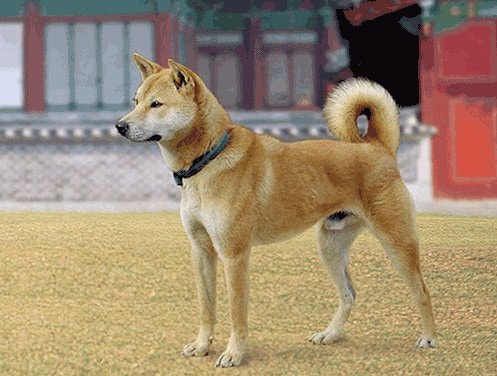 진돗개의 사진