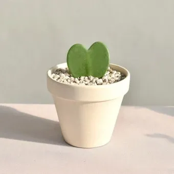 미니 선인장 키우기 물주기 통풍관리 창가배치 귀여운 관리법_38