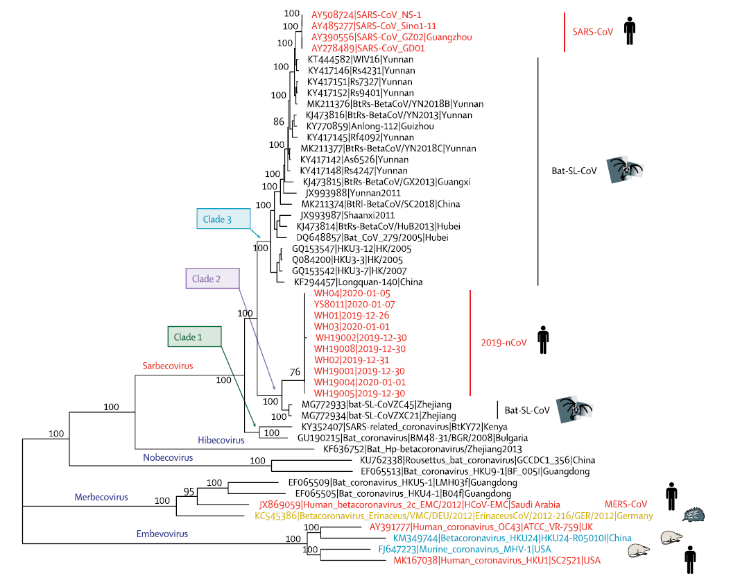 COVID-19 계통분석