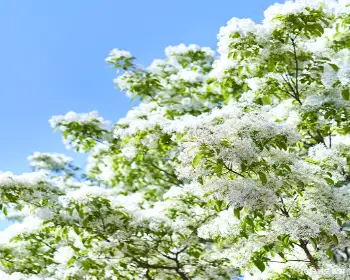 전주 이팝나무 철길_8