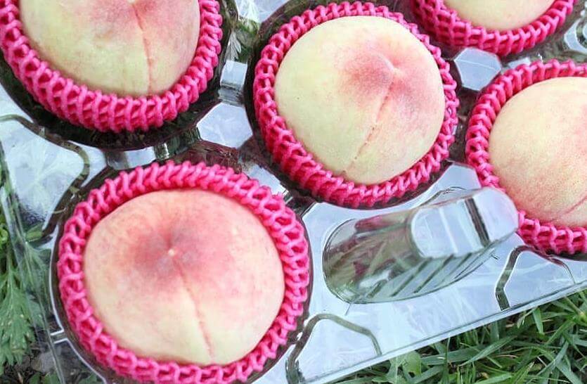 6시내고향-대극천복숭아