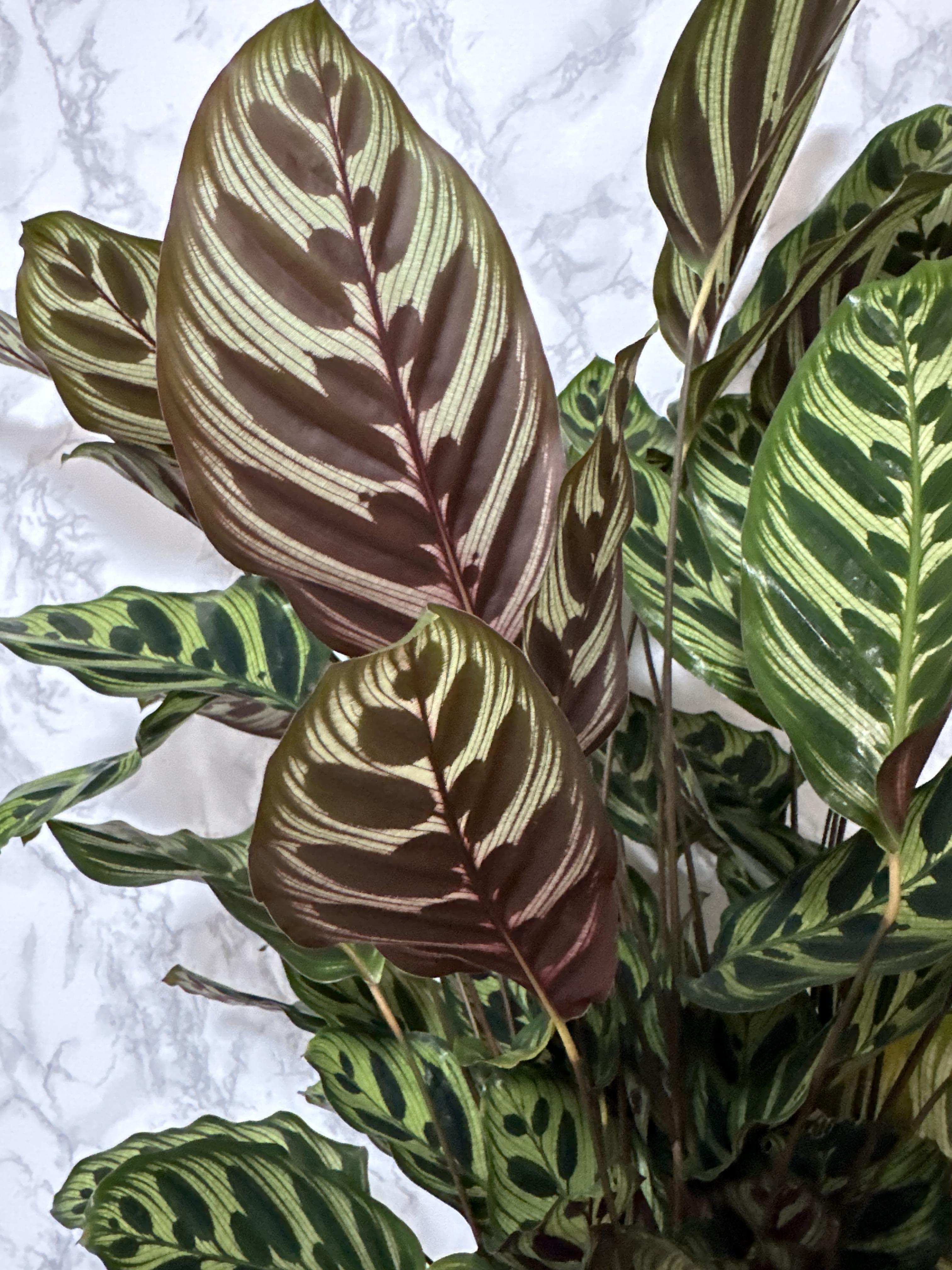 실내 공기정화식물 추천 마코야나 부부초