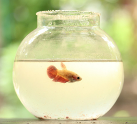 SNS 감성 어항, 어류 반려동물 키우기