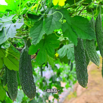 여주란