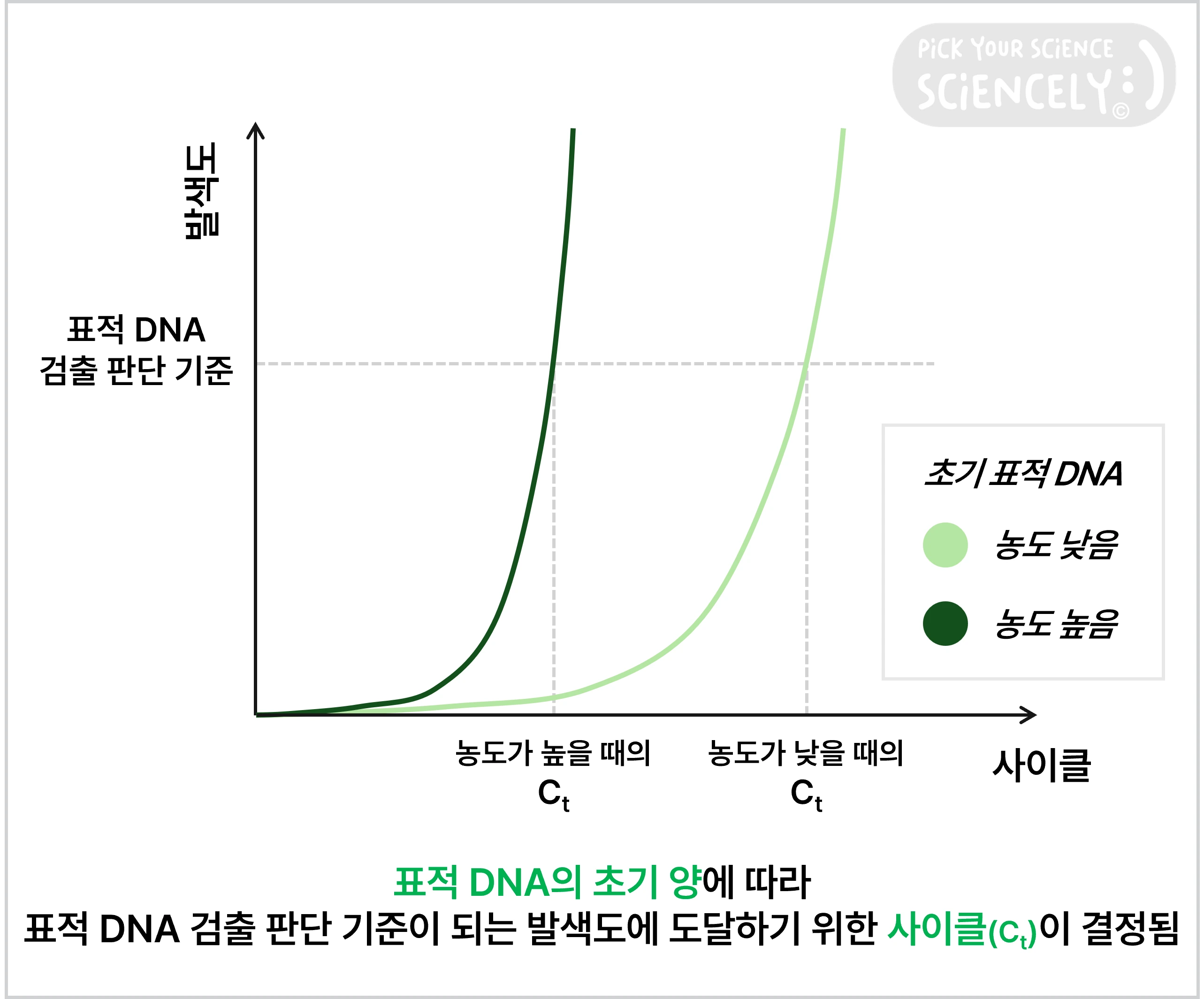 실시간 PCR, 표적 DNA의 초기 양에 따라 표적 DNA 검출 판단 기준이 되는 발색도에 도달하기 위한 사이클이 결정됨