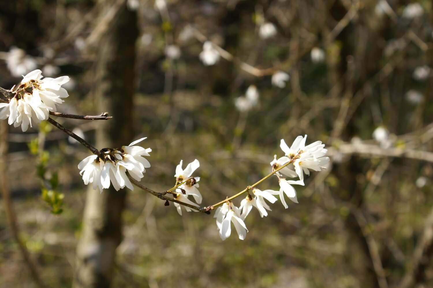 미선나무의 생태적 가치 분석