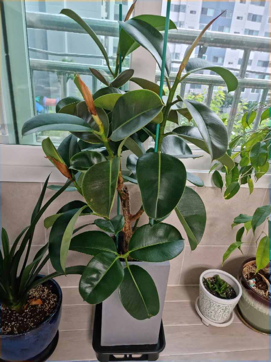 인도 고무나무 키우기