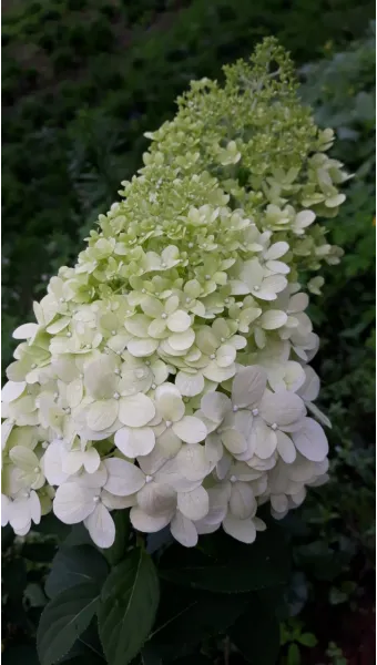 수국 키우는법 개화시기 삽목시기 가지치기 화분 물주기_21