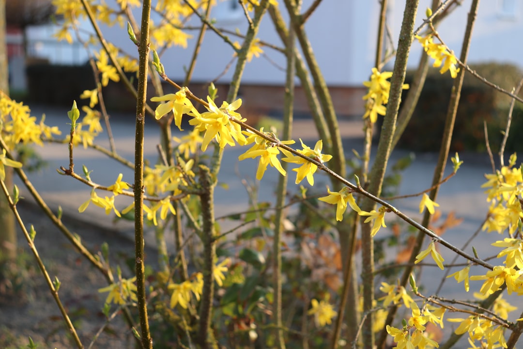 Forsythia