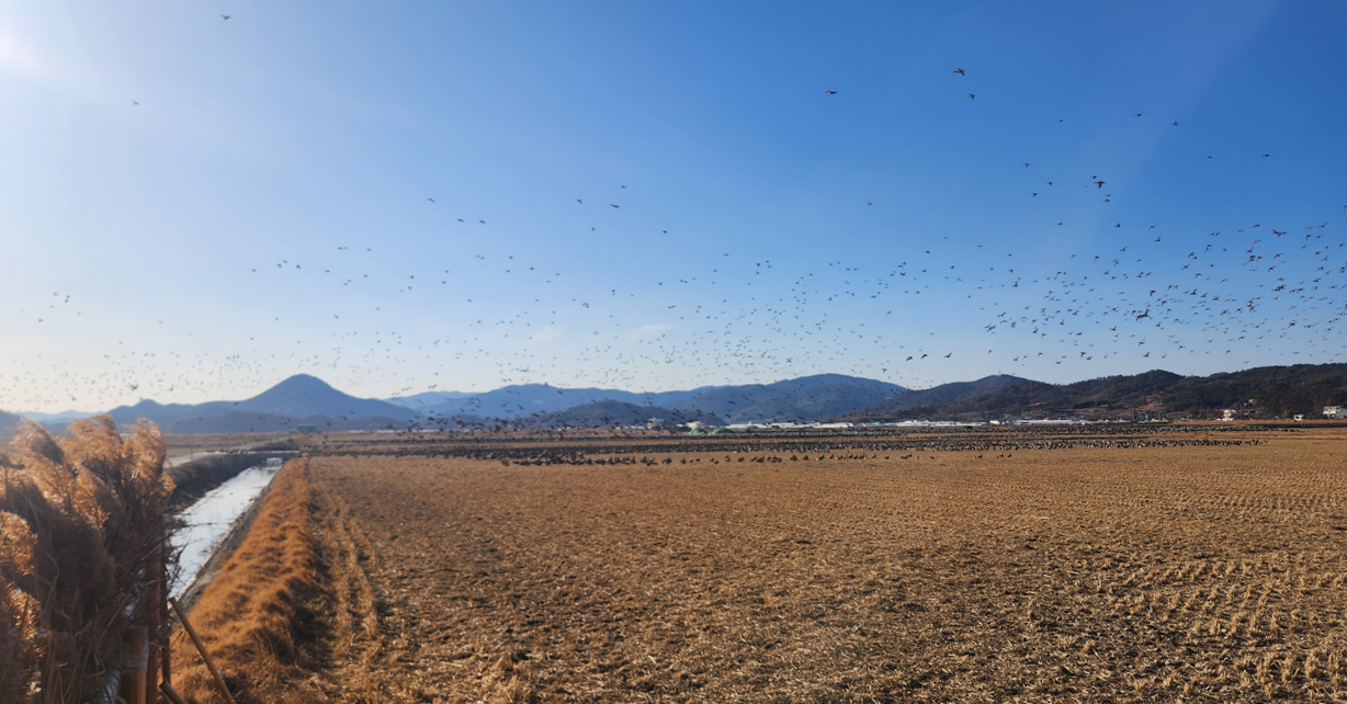 순천만 습지 사진 2
