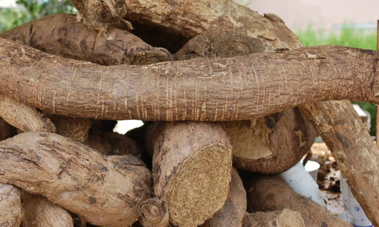 칡 뿌리 (출처:나무위키)