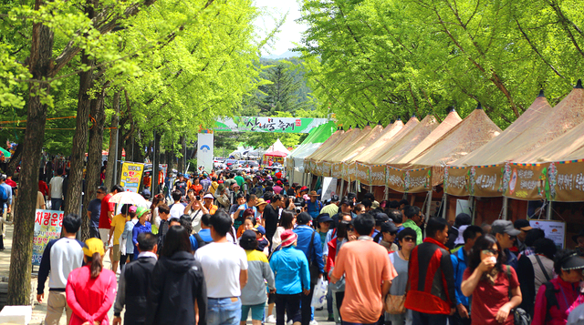 용문산 산나물축제
