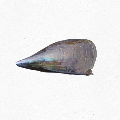 싱싱한 조개를 고르는 전통시장 풍경