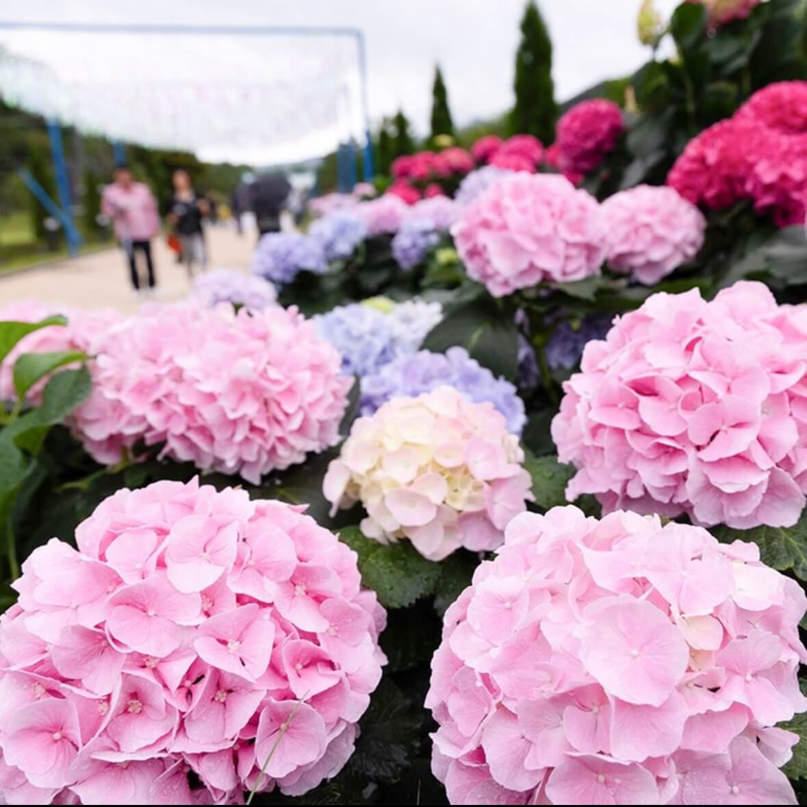 강진수국길축제