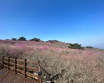 비슬산 참꽃축제_12