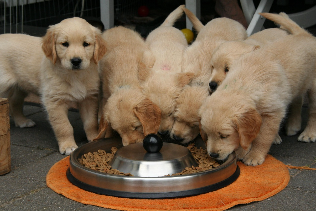 반려견이 식사 중 주변을 경계하는 행동: 야생에서의 자원 보호 본능