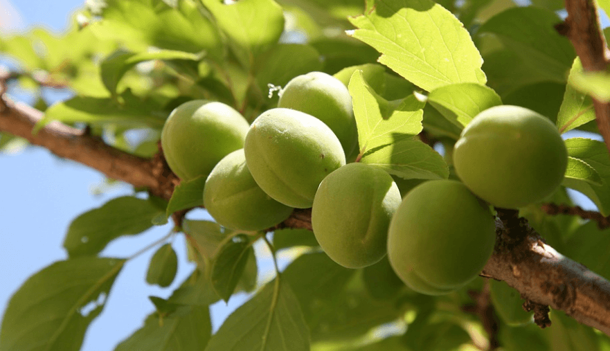 체했을때 먹으면 좋은 음식 매실이 나무에서 자라나고 있다